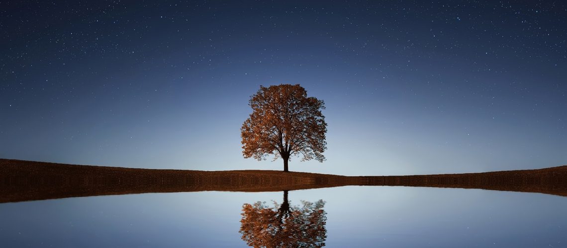 background-beautiful-blossom-calm-waters-268533